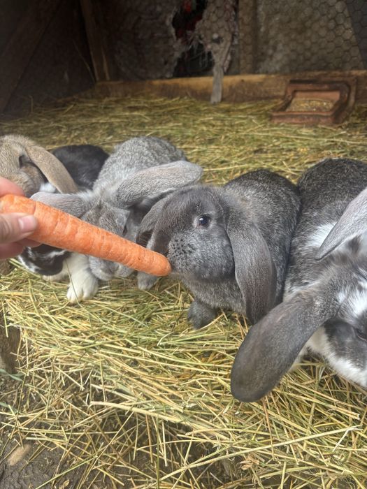 Iepuri berbec german