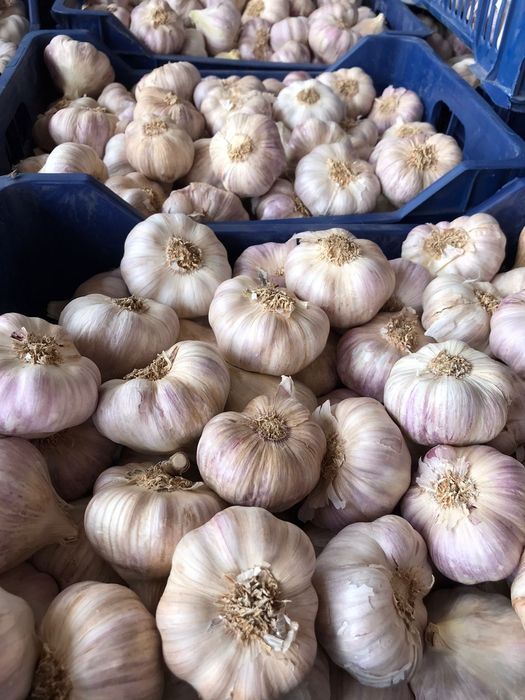 Usturoi nou 2025 rosu roșu