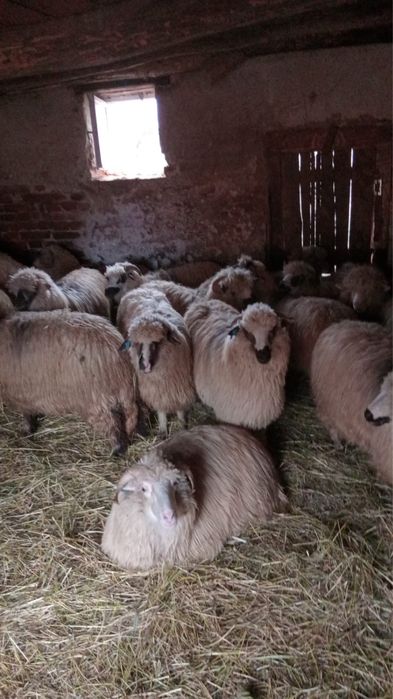 Vand oi mioare gestante