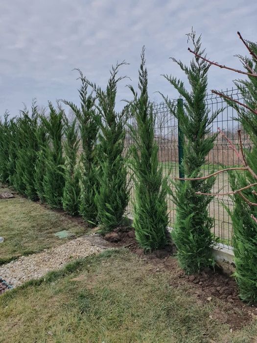 Cupresocyparis leylandii