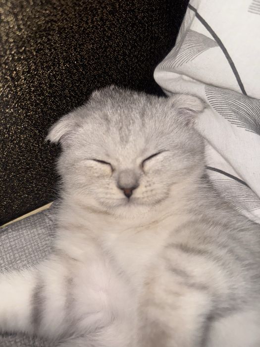 Шотландский вислоухий котёнок