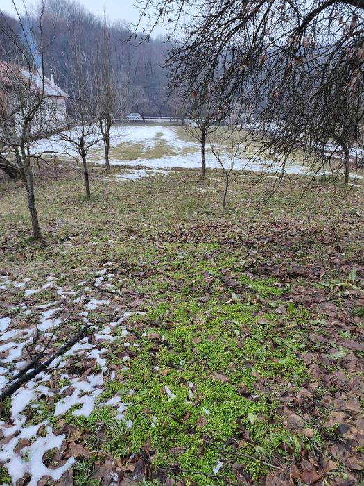 Teren oferit spre vanzare, Sambotin 3549 mp