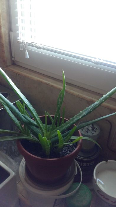 Алое вера лечебно