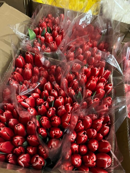 Тюльпаны в розницу Голландия