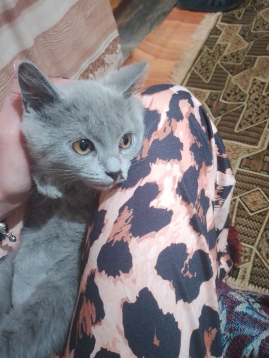 Продам котенка 3 месяца британская порода