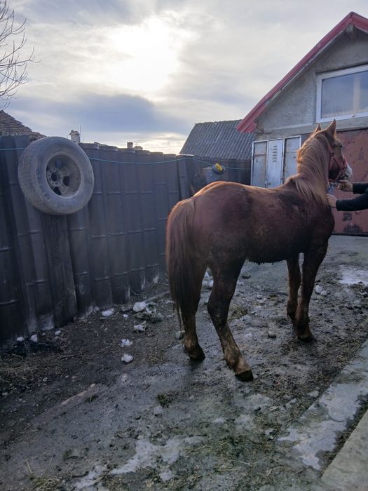 De vânzare! Armăsar de 2 Ani! Detalii în privat!