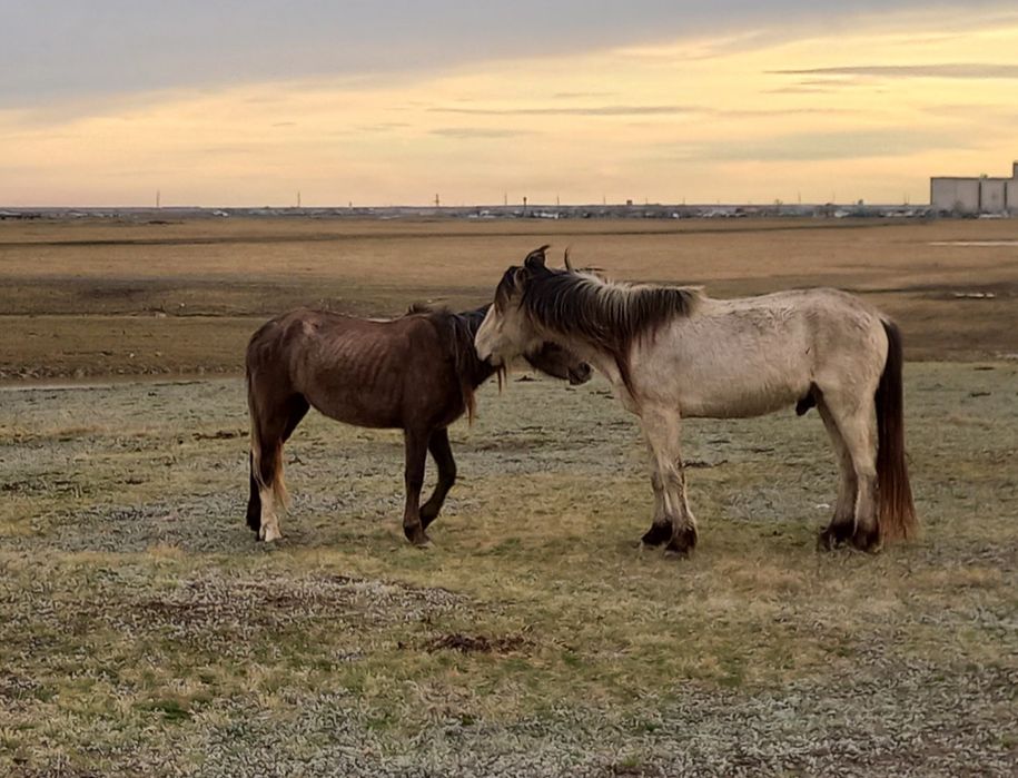 Продается Кунан 3года