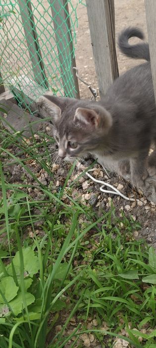 Котята   Сибирского Кота
