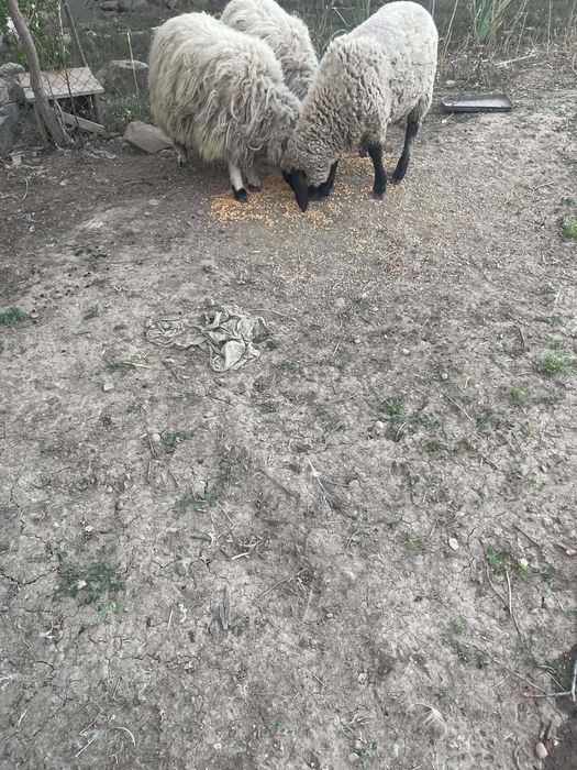 vand doi berbecuti si o meala