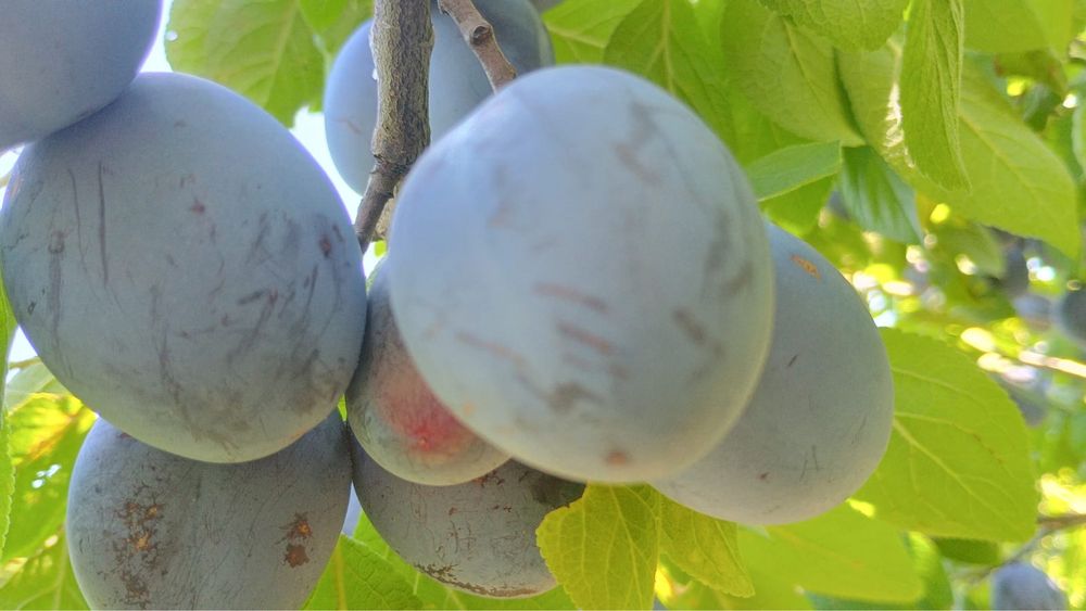 Prune de vânzare