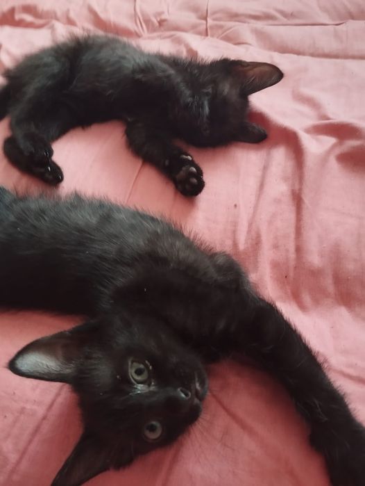Котята в добрые руки. Ласковые. 2 мальчикам и 2 девочки