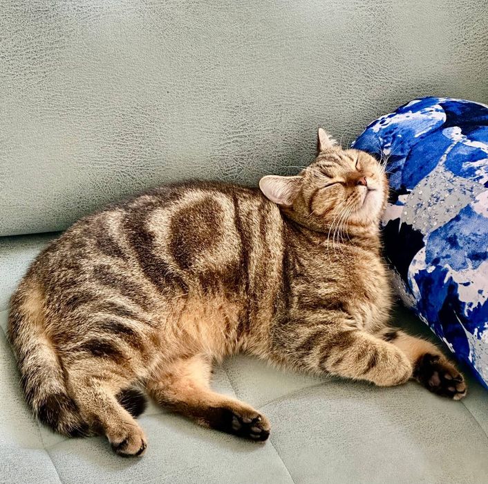 Srochno Mushugimmi tekinga Yaxshi qaridigan insonga beraman