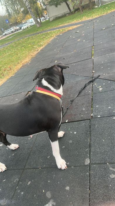 Femela amstaff donez