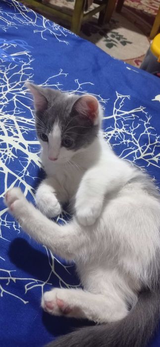 Котята отдам в добрые руки