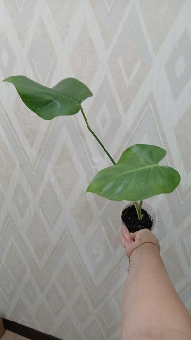 Комнатные цветы домашние