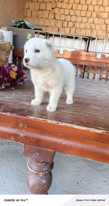 Alabay sotiladi Продаётся Алабай