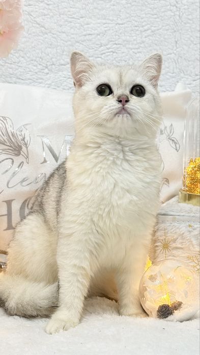 Серебристая шиншилла