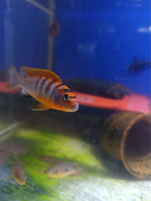Красная зебра (Kimpuma Red) цихлида Малави