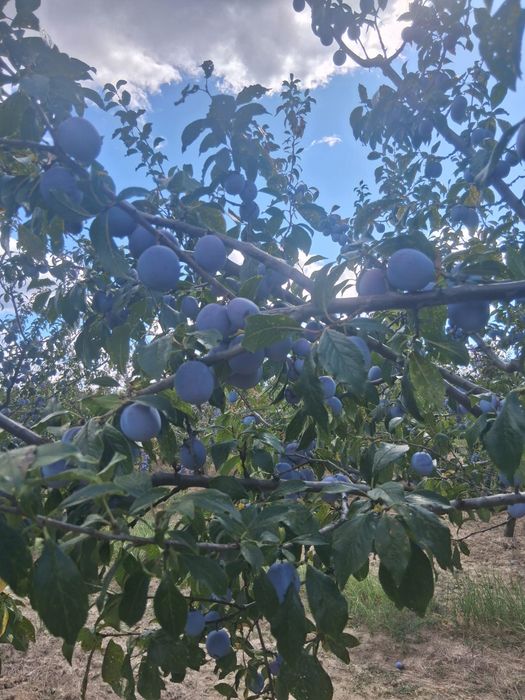 Prune de vanzare
