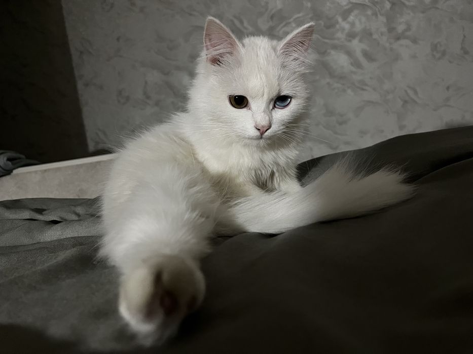 Кошка в добрые руки  к лотку приучена