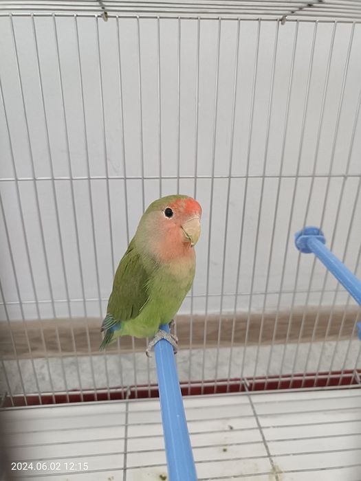 каскеленде 2 Птица