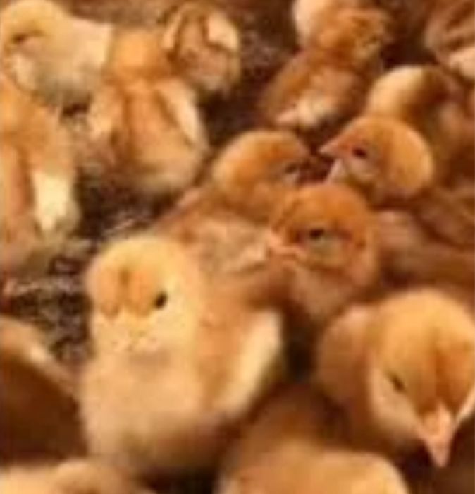 Цыплята несушки, бройлера.