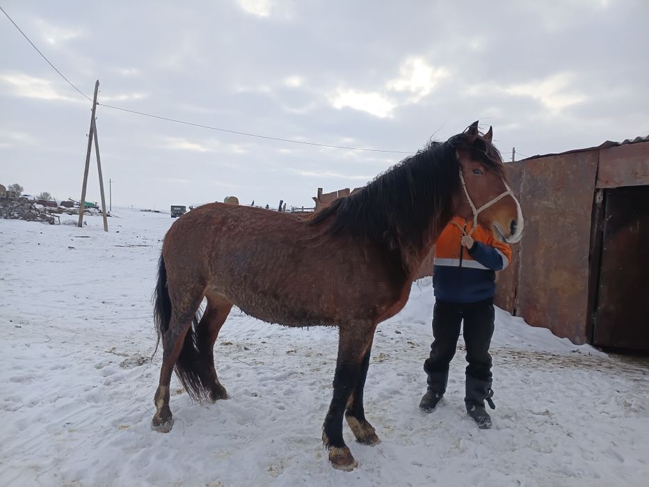 Айгыр сатылады .