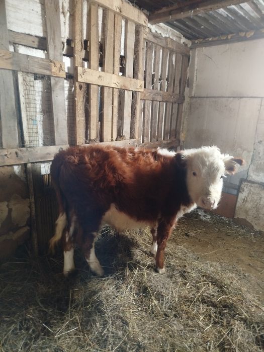 Бұқа сатылады 9айлық