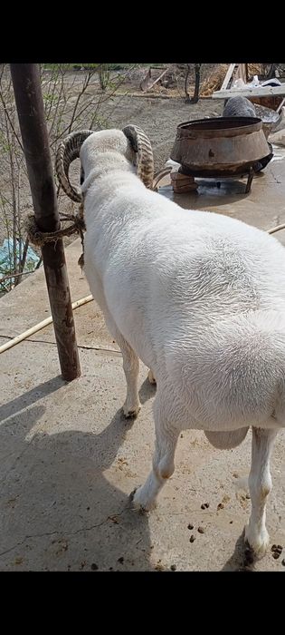 Кучкор сотилади зотга