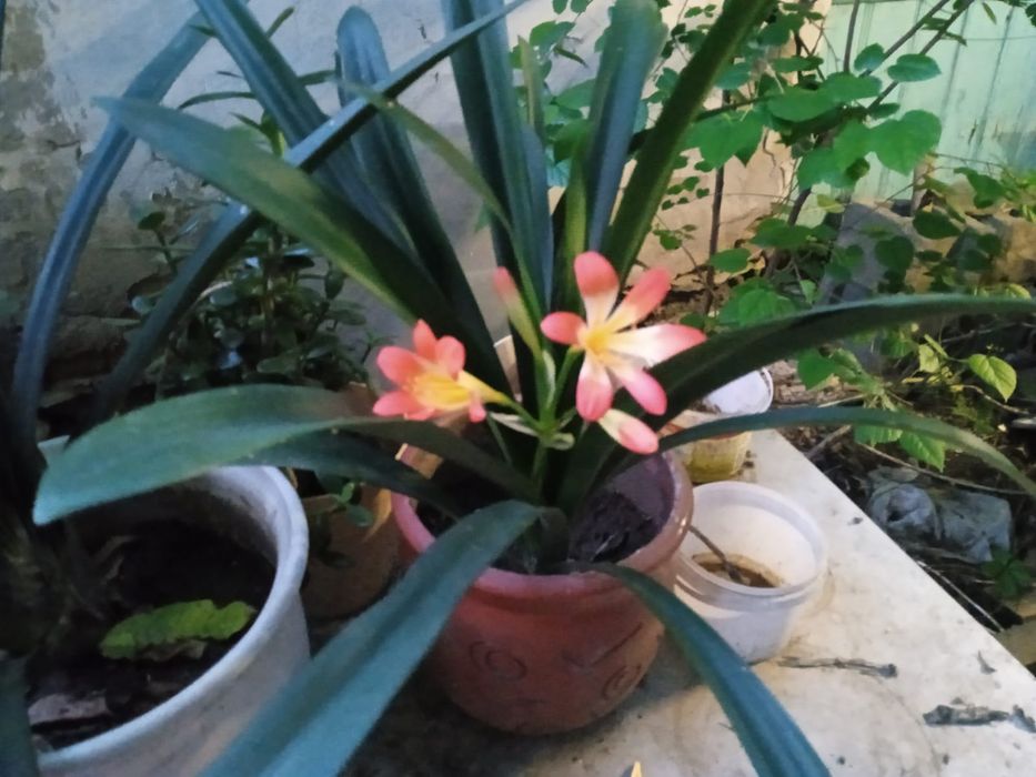 Кливия комнатные растения
