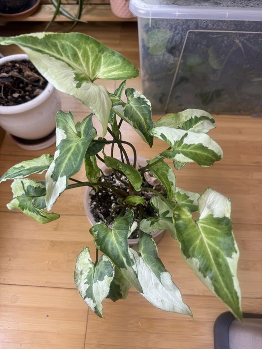 Сингониумы от 500 тенге