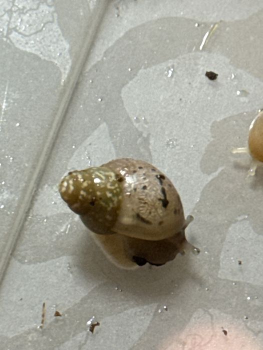 Ulitkalar sotiladi rodashka va fulikalar