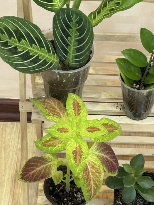 Наборы из 6 цветов