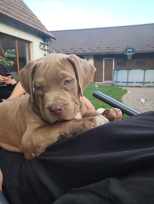 American bully xl