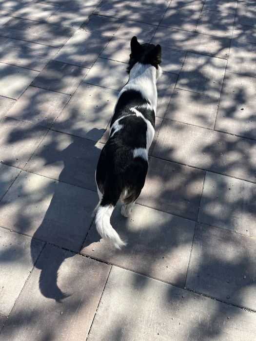 Donez catelusa jack russell sterilizata, are 8 luni