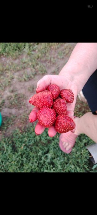 Продам  саженцы элитной клубники