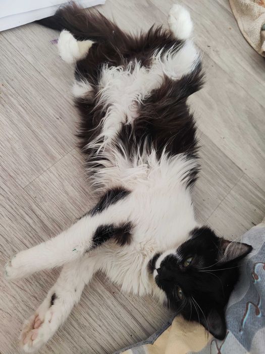 Отдам котят в паре