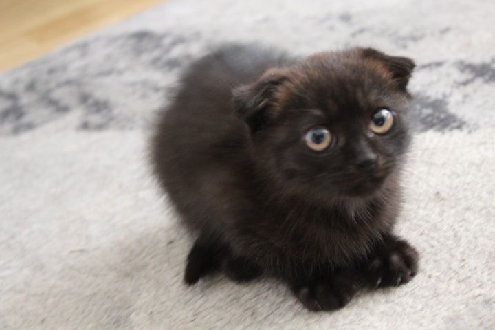 отдам вислоухого котёнка