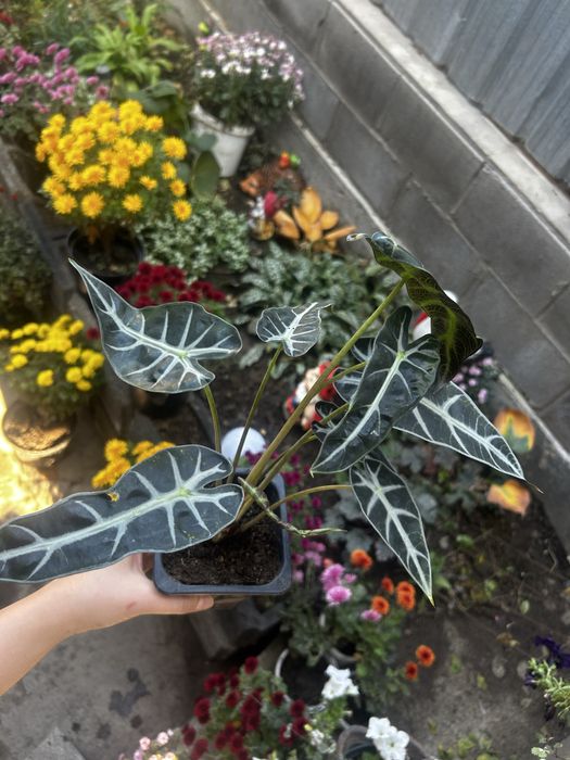 Комнатные цветы.