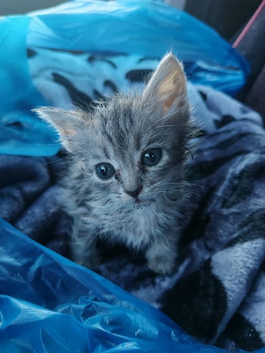 Котёнок в добрые руки