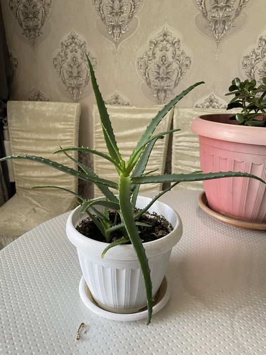 Продается комнатные цветы