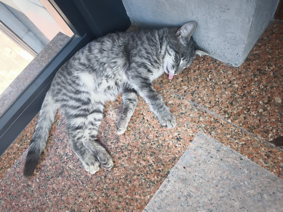 Котенок в добрые руки