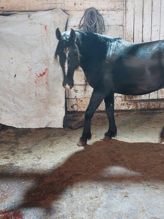 Продам жеребца 4 года.