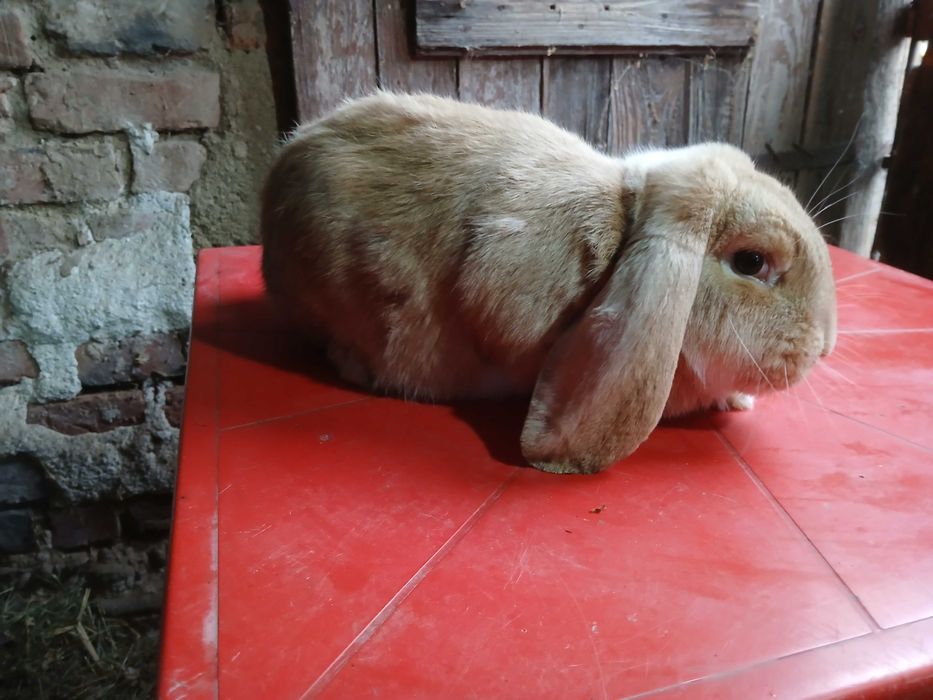 vinzari iepuri de casa