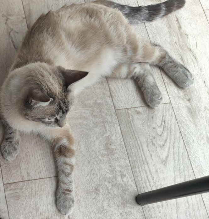 Отдам котика в хорошие руки