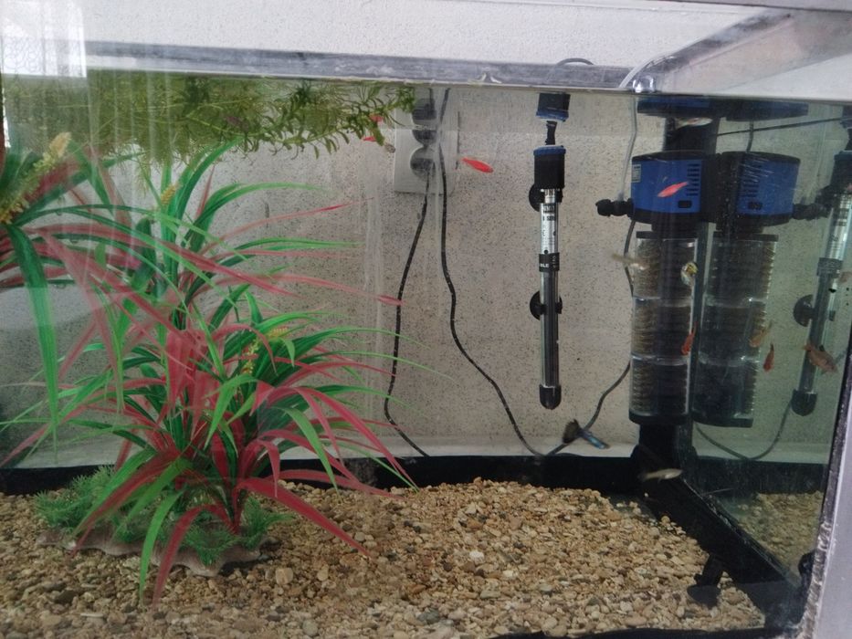 Аквариумные рыбки