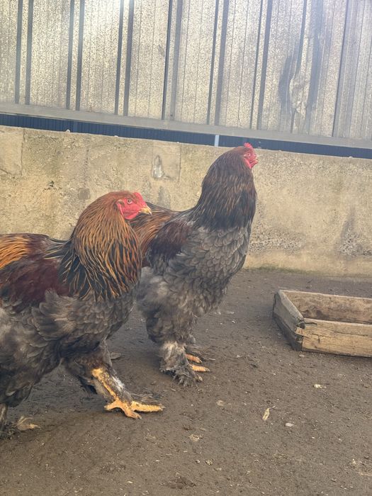 Голубокуропатчатая брама