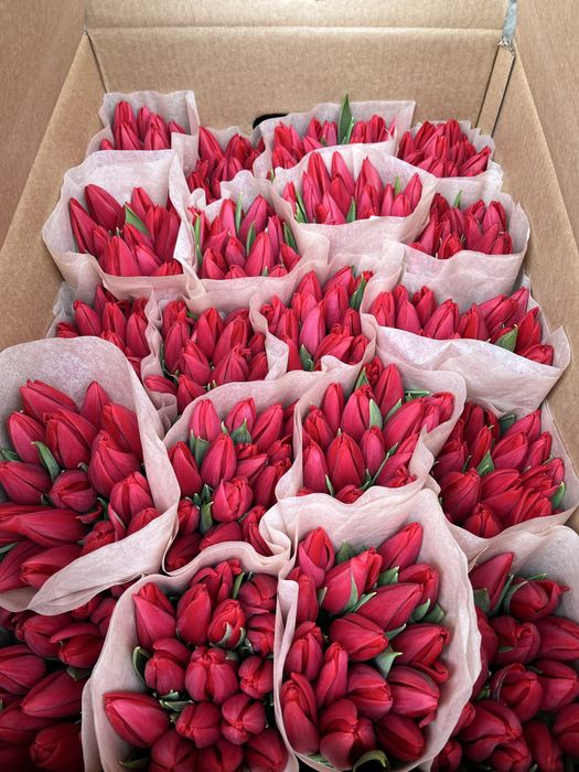 Тюльпаны качество оптом Беларусь