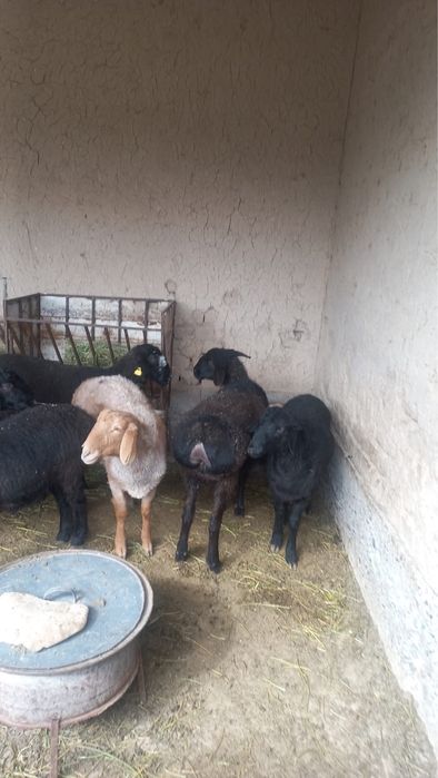 Семіз жас қойлар сатылады