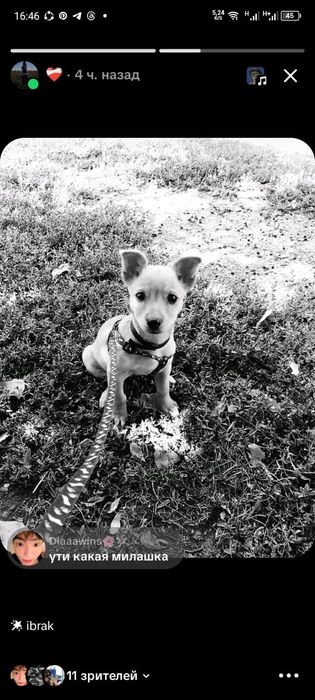 Сабачка Оситина!